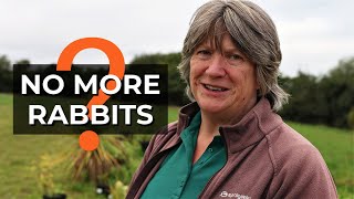 Rabbits eat EVERYTHING! | Installing rabbit proof fencing | Rabbits in the garden