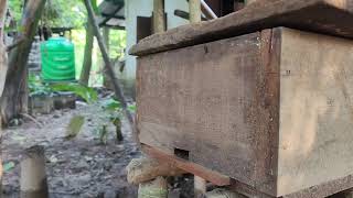 মধু পুক এর বাসা #honey 🍯#trending #shortvideo #viralvideo