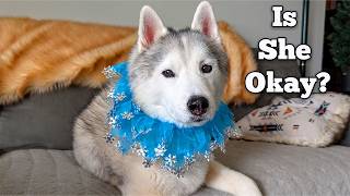 What's Wrong With Our Husky? Emergency Vet Visit Explained