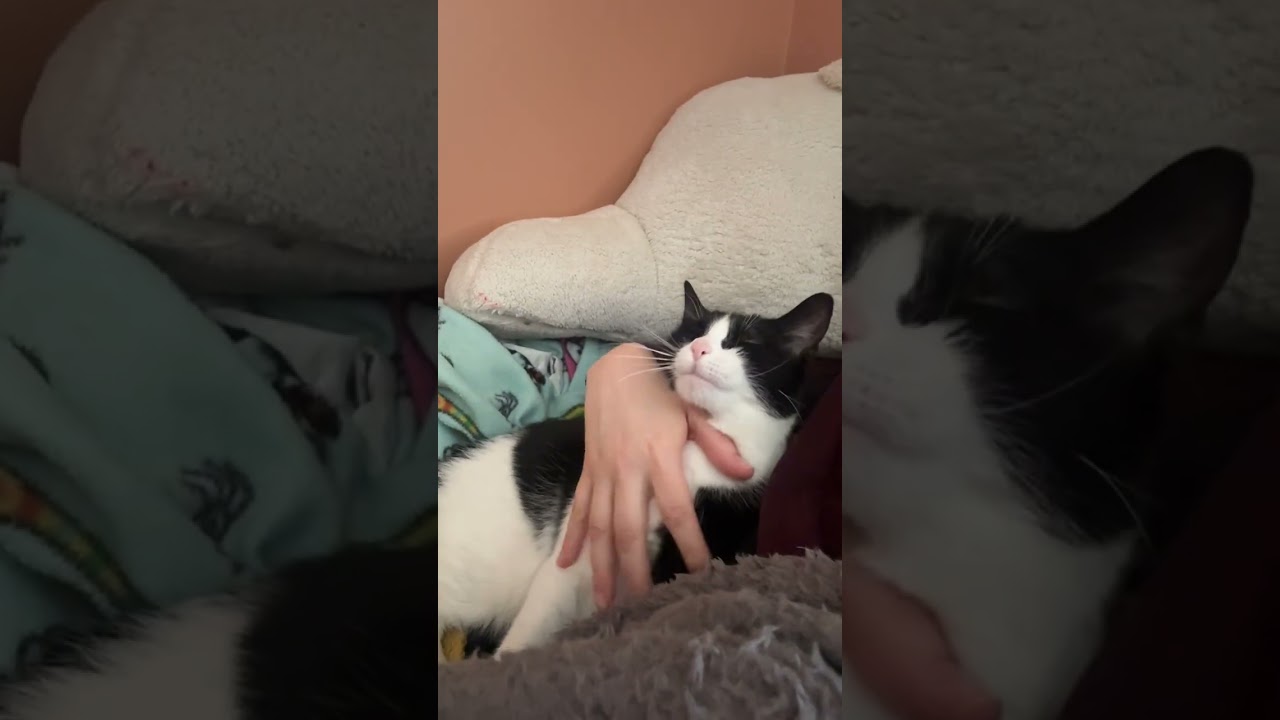 Enlarge Aurora, a Adoptable Domestic Short Hair in Traverse City, MI video 6/6