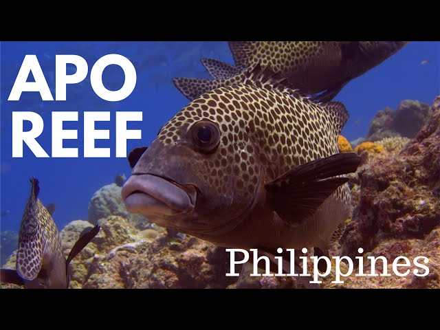 Apo Reef - Diving in the Philippines 2016