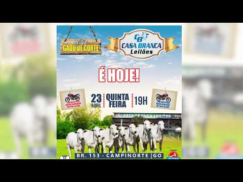 LEILÃO GADO DE CORTE CASA BRANCA LEILÕES -  CAMPINORTE - GO 23 /04 / 2026