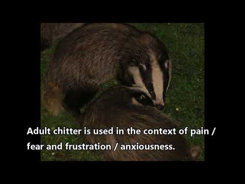 Badger Chittering Sounds from 28th April 2018