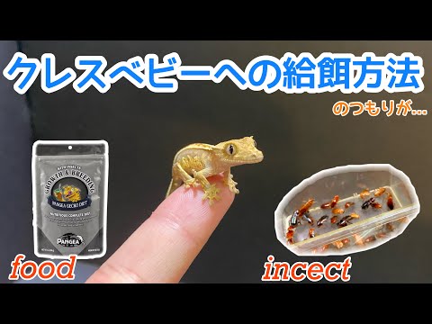 カラカラプランクス