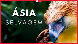 MARATONA: Filipinas e Sri Lanka | Documentários Completos | AO VIVO 4K