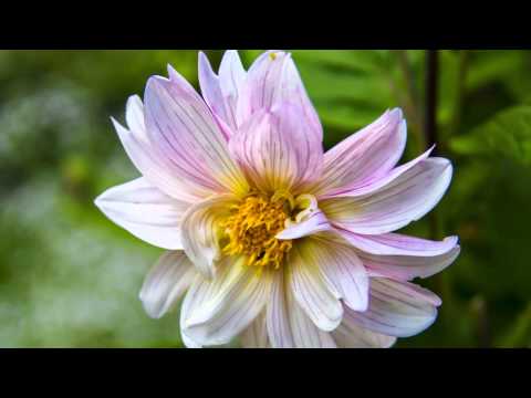 very nice colour ful flower.