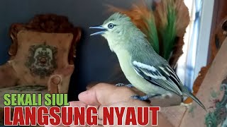Download lagu CARA MELATIH ANAKAN SIRTU AGAR RESPON SIULAN DAN CETREKAN TANGAN mp3 Download lagu CARA MELATIH ANAKAN SIRTU AGAR RESPON SIULAN DAN CETREKAN TANGAN mp3