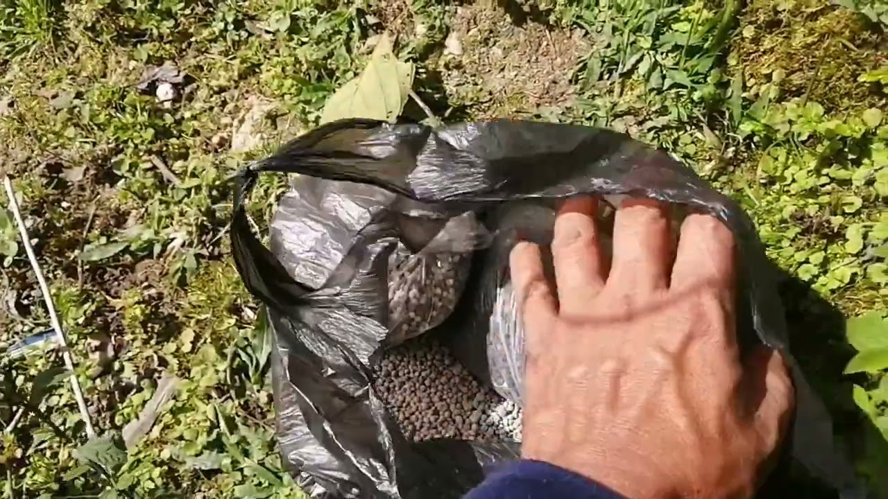 Watch como aplicar el abono en agua al tomate🍅🍅🌧️ Now como aplicar el abono en agua al tomate🍅🍅🌧️