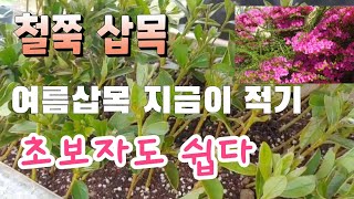 여름 철쭉 삽목 지금이 적기 도전해 보세요 영산홍 삽목  백철쭉