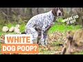 What Happened To The White Dog Poop That Used To Be Everywhere?