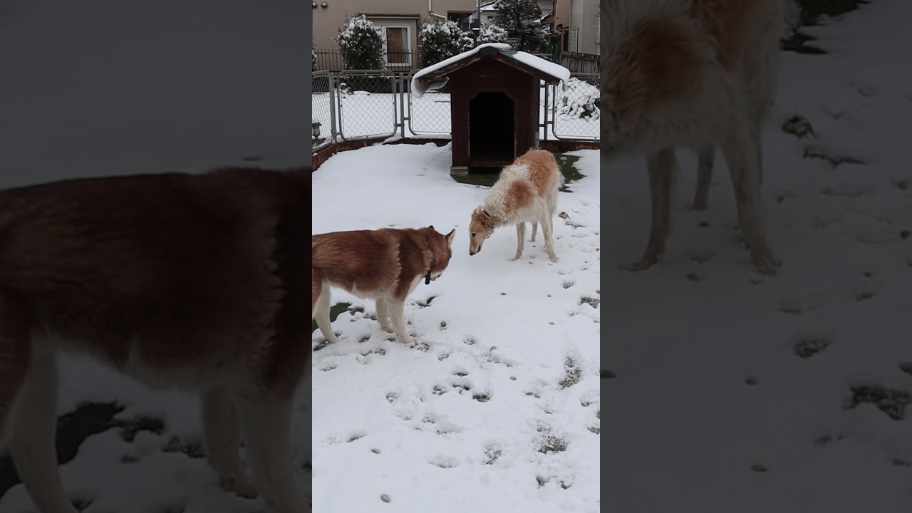 大型犬が３頭いるお庭で、雪の中で宝探しをやってみたら…#shorts