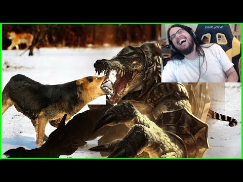 Imaqtpie: "I'm Banned, Stream Is Over" | Animal Planet Narrator In LCK - Best of LoL Streams #115