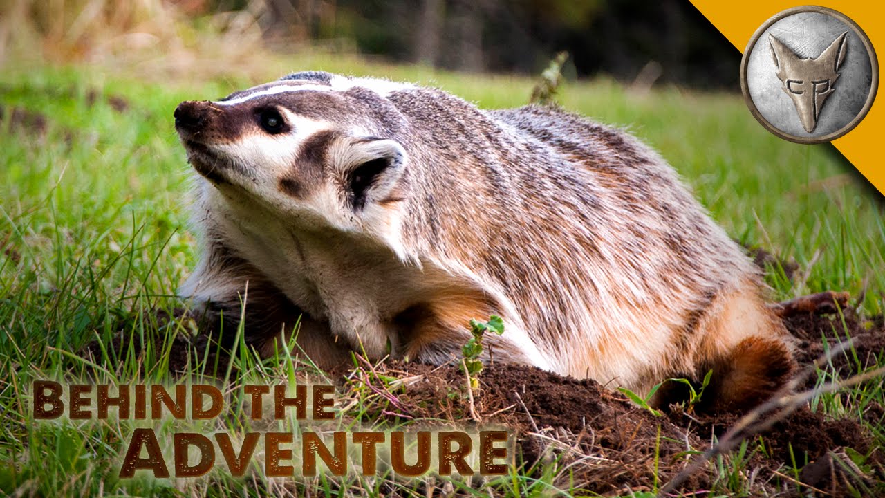 American Badger - Behind the Adventure