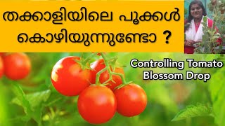 Controlling #Tomato Blossom Drop ! തക്കാളി പൂക്കൾ കൊഴിയുന്നതിന് പരിഹാരം !