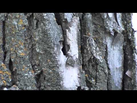 Mothing 104: Learning to Observe