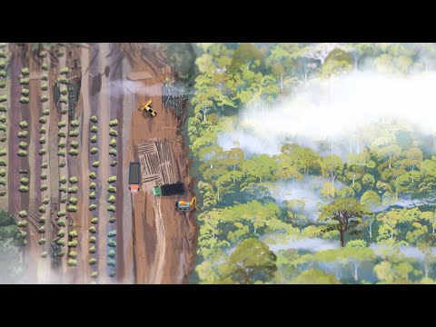 Cultivado na Califórnia: Bem-vindo ao futuro do chocolate sustentável e ético