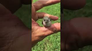 Amazing Baby Hummingbird Rescue!