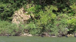 最上川芭蕉ライン舟下り