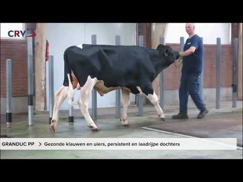 Delta Granduc PP RF