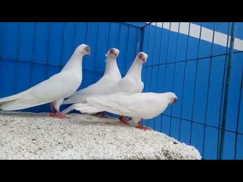 Short Face Pigeon in Bangladesh