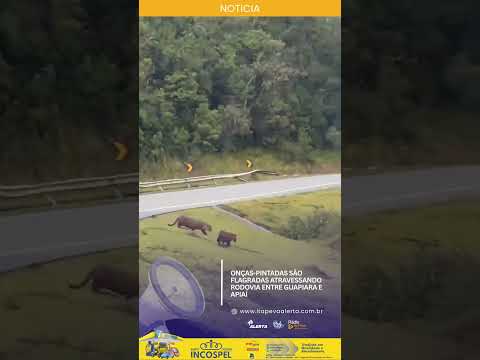 ONÇAS-PINTADAS SÃO FLAGRADAS ATRAVESSANDO RODOVIA ENTRE GUAPIARA E APIAÍ