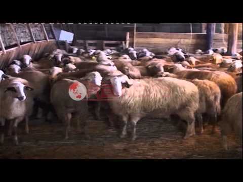 800 mjekë veterinerë ushtrojnë aktivitetin jashtë kontrollit profesional - Ora News-