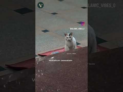 So cute 🥺🥰 ## islamic cat## the world of humafirdous