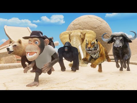 Learn about animals racing in the Giza pyramids mummy monkey Gorilla tiger bear buffalo elephant