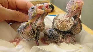 ひな さしえ 🐣