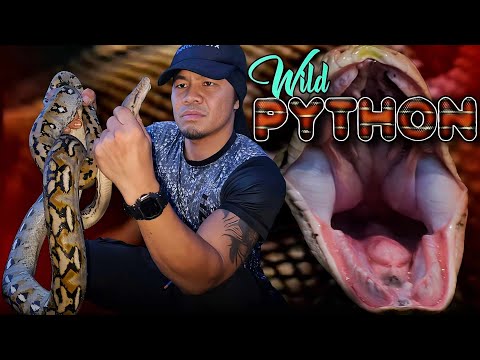 Nagtakbuhan sa Takot