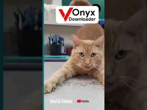 cats and dogs funny video😂🥰😂