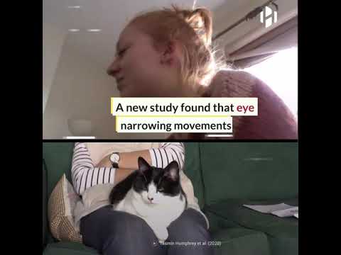 You can bond with your cat by blinking slowly, study shows