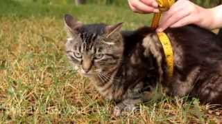 How to Measure Your Cat for a Harness