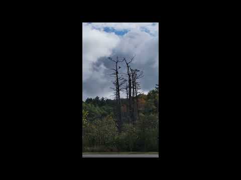 Two Bald eagles going at each other in the beaver pond across the street