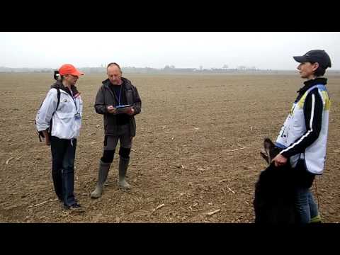 World Championship FCI-IPO-FH WC 2016 Mukachevo. N