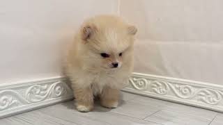 ポメラニアンの動画01