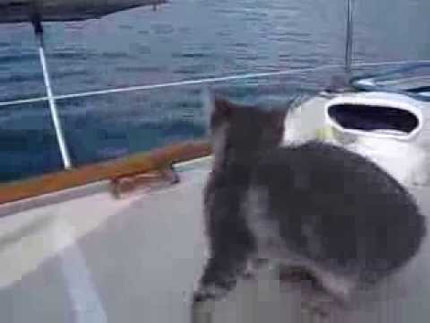 Yoda fait l'andouille au mouillage :)