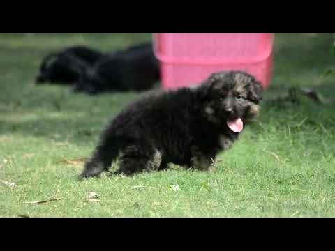 german shaped puppy