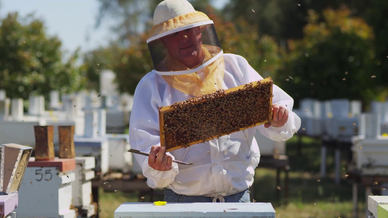 Olivarez Honey Bees Introduction