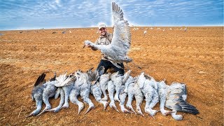 Sandhill Crane Hunting!! (CATCH CLEAN COOK)