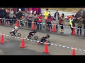 Wild Runner Cup 6th 4 Years Old Final Race Strider Racing In Japan