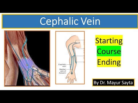 Cephalic Vein