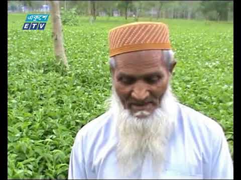 পঞ্চগড়ের চা আন্তর্জাতিক বাজারে প্রবেশ করেছে