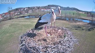 Storchennest Alfeld (Leine) live webcam