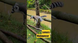 Land of Lemurs #kingjulien #lemurs #madagascar #africa #animals #wildlife #nosybe #travel #cruise