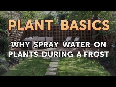 How to Dry an Overwatered Plant