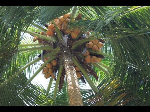 , title : 'Kokosová palma'
