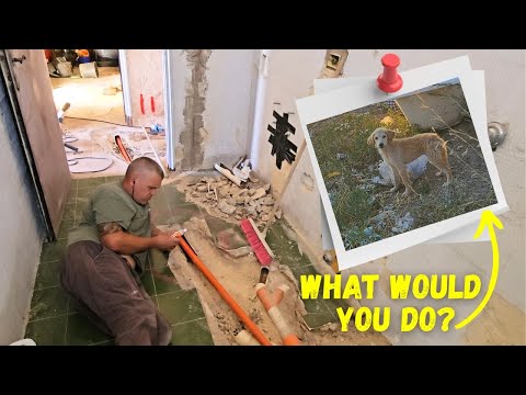 (48) Renovation Interrupted by a Hungry Stray Puppy in Sicily, Italy!