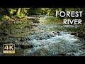 4K Forest River - Stream Sounds for Sleeping - No Birds - Relaxing Nature Video - Water Flowing 10 h