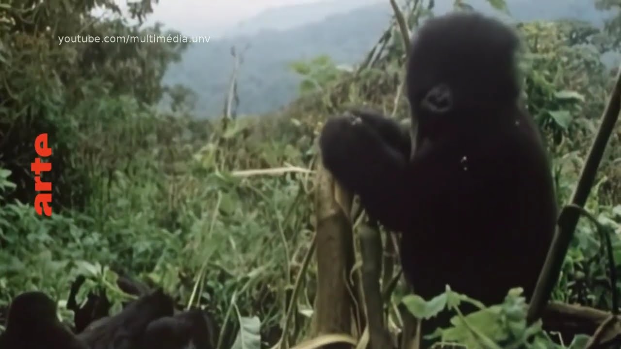 Miniature de la vidéo Dian Fossey, la femme-gorille | Bande-annonce Arte du film Dian Fossey, la femme-gorille